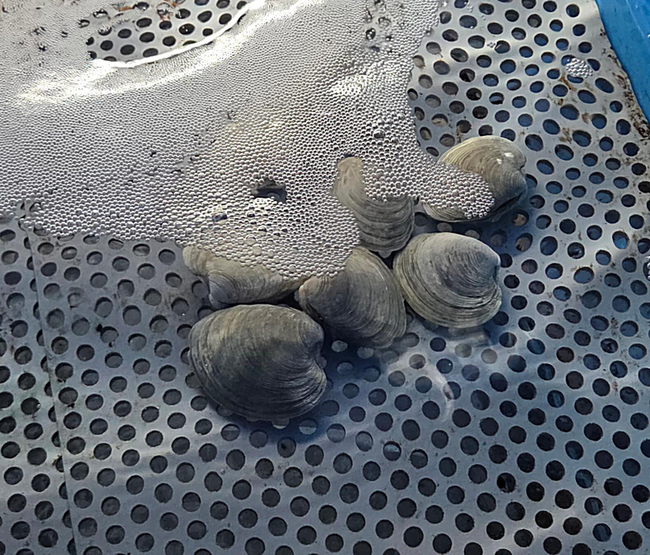 Live Middleneck Clams on the half shell (6)