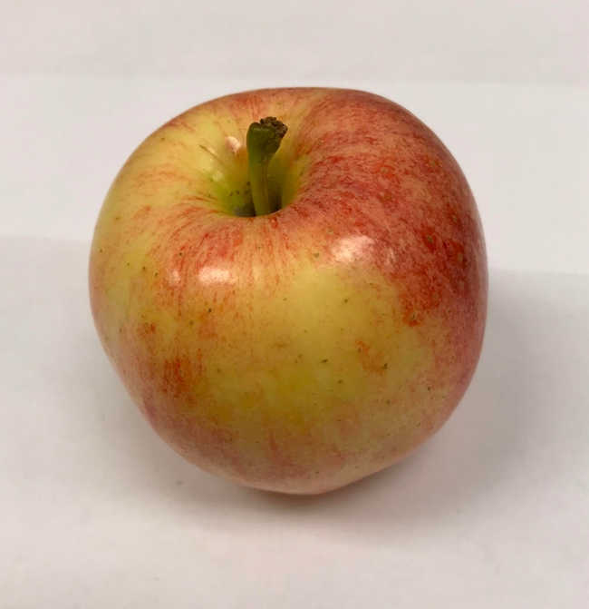Honeycrisp Apple