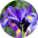 Iris Park