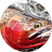 Lost River Angler